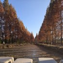 경북천년숲정원(2025.11.23) 3 이미지