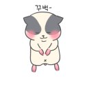 용인골든햄스터
