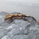 파충류샵KKZOO