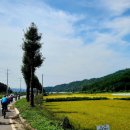 군남 은행나무 이미지