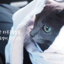용산동물병원 | 용산 동물병원 강아지 고양이 건강검진 후기 정확하고 친절한 라온동물병원 추천