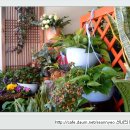 장미 수선 이미지