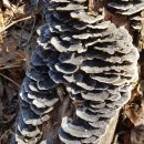 월악산자연농장 이미지