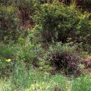 양구개느삼자생지 이미지