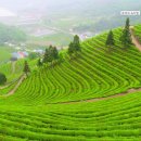★지리적 표시제 ★사례 제1호 ~ 제20호