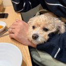 등촌샤브칼국수금오산점 이미지