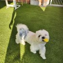 브라비 펫케어 이미지