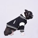 명품애견 이미지