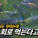 예전에 없었는데 어느새 우리식탁을 점령한 외래종 수산물 TOP6 이미지