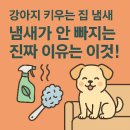 털보벽지 | 🐶 강아지 키우는 집 냄새, 냄새가 안 빠지는 진짜 이유는 이것!