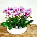 천호대로 213길 | 강동 축하화분 세련된 서양란 준비한 세일란원 방문 후기