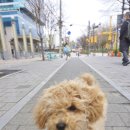 살롱드미미즈 | 당산역 애견 미용 살롱드미미즈 내돈내산 말티푸 스포팅 가격(+강아지 배냇미용)