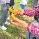 한아름농장 | 사이판 여행 필수 코스, ‘OK농장’ 투어에서 맛본 진짜 현지 과일들
