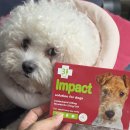 전포롯테온누리약국 | 강아지 구충약 꼭 동물병원에서 사야 할까? 약국에서 산 임팩트액독