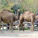 쌍봉축산 이미지