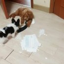 봉봉브라더스 이미지