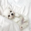 데스티니 퍼피 이미지