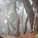 소나무숲 이미지