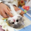 강남 고양이 분양 캣프렌즈 이미지