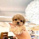 퍼피힐 강아지분양 이미지