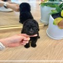 빈지게실버케어 | 강동구강아지분양 토이실버푸들