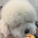 멍멍나래 애견미용 | 섬세함이 느껴졌던 부평 오늘도, 멍멍 부평애견미용후기