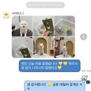 브라운동물병원 | 해운대 애견미용 잘하는 ♥브라운도그♥ 내돈내산 추천 후기