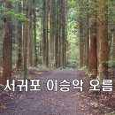삼나무 이미지