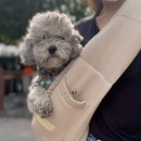 에이미펫 이미지