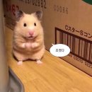 신세계동물병원 | [창원 우리 동물 병원] 강아지 스케일링 후기