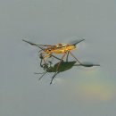 소금쟁이 이미지