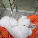 베스트 의정부 애견 미용학원 이미지