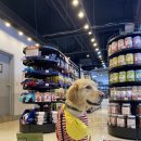 애견마트 이미지