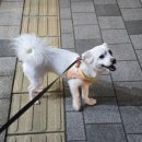 퍼플댕댕 | 쿨하네스 여름용 강아지 하네스 추천 펫줄앤코 여름 냉감 쿨 하네스 노터치 버클 사용 후기