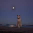 낭만고양이 이미지