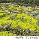 귀농영농 선진농업▒자원-지구온난화 대비 유채 재배기술 확립! 이미지