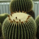 무궁화금호 이미지