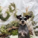 털뭉치이발소 이미지