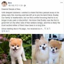 무지개다리 이미지