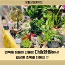 다솜화원