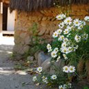 숲속작은집 이미지