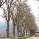 라제통문벚꽃길 이미지