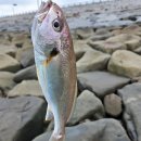 새만금 수산 | 새만금 출조 후기 (24/08/03) <수산시장>