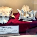 화성지질