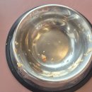 고릴라펜션 | 내돈내산 양양 카르테퍼블릭 브런치 후기｜애견동반 + 펫메뉴까지