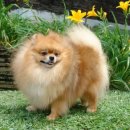 츄블리 펫 살롱 이미지