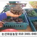 천연자연산와송