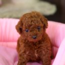 뽀글뽀글 이미지