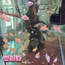 청록의원 | 부산수족관 연제구 '벨리타'에서 베네수엘라도 분양받았어요