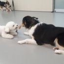 마이댕댕스쿨 이미지